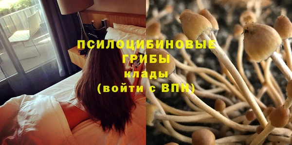прущие грибы Белокуриха
